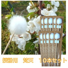 10本セット 果樹人工受粉用　白鳥毛　梵天(ぼんてん)34cm 花粉交配用刷毛　梵天部分4cm　受粉　棒　ポンポン　農業　家庭菜園　園芸　園芸用品　ガーデニング　ガーデン　園芸用具　44005054