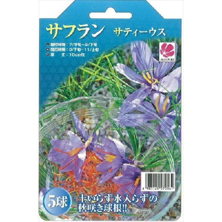 楽天市場 花の大和 サフラン サティーウス 5球 種と苗の店 グリーンサム