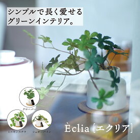 Eclia エクリア 【 フェイクグリーン 観葉植物 CT触媒加工 空気清浄 消臭 抗菌 防汚 水やり不要 日光不要 人工観葉植物 インテリアグリーン リアル おしゃれ ナチュラル 卓上 小型 枯れない植物 インテリア 雑貨 キシマ 】