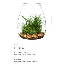 楽天市場】ADA 水槽（熱帯魚・アクアリウム｜ペット・ペットグッズ）の通販