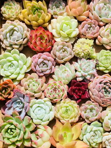 A GPxA w T{e ϗtA  |@ȃZbg