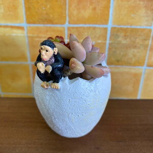 [iւSALE][50%OFF]Vp[GbO|bgi5E3903j~jv^[EW/Jg[G݁EK[fjOEEWNK[fEAEԁE񂹐AEϗtAET{