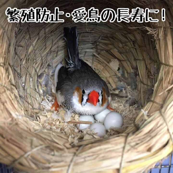 楽天市場 偽卵 4個セット 擬卵 ダミー卵 セキセイインコ 小鳥 繁殖 産卵 抱卵 Grepo 楽天市場店