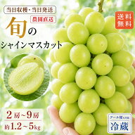 シャインマスカット 山梨産 ギフト 約1.2kg〜5kg 2房〜9房 送料無料 クール便 常温便 マスカット ぶどう …