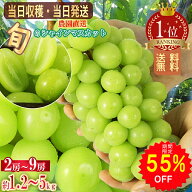 【55%OFFで3815円～ スーパーSALE限定】【2026年分予約販売開始】 シャインマスカット 山梨産 約1.2kg～5…