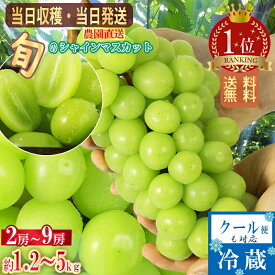 【予約販売開始 2025年8月中旬より順次発送】 シャインマスカット 山梨産 約1.2kg～5kg 送料無料 クール便 常温便 2房～9房 マスカット ぶどう 種なし ブドウ 敬老の日 ギフト 産地直送 大人気ブドウ シャイン 甘い 贈り物 プレゼント