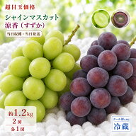 シャインマスカット 涼香 すずか ギフト 2種セット 2種盛り合わせ 計1.2kg マスカット ブドウ 葡萄 フル…