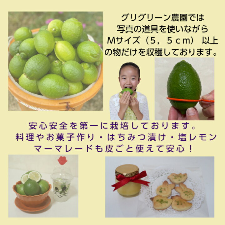 楽天市場】【10月上旬予約品】【産地直送】 広島 瀬戸田 国産 レモン 