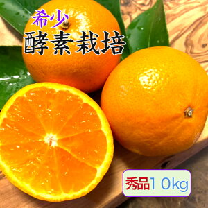 【12月予約品】【酵素栽培】石地 みかん ギフト10kg【国産】【産地直送】果物 フルーツ 特別栽培 広島 瀬戸田 柑橘 甘い 濃厚 完熟 減農薬 防腐剤不使用 ノーワックス お歳暮 送り物 熨斗