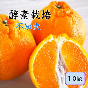 【2月上旬予約商品】【酵素栽培】酵素 不知火10kg【産地直送】デコポン 同品種 特別栽培 完熟 果物 フルーツ 広島 瀬戸田 みかん グリグリーン農園 訳あり 特別栽培 減農薬 防腐剤不使用 ノ