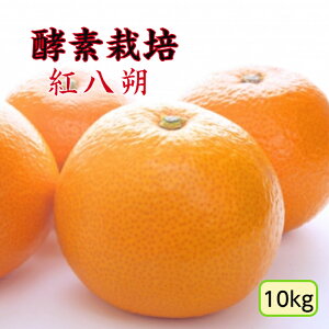 【1月下旬予約商品】【酵素栽培】紅八朔10kg【国産】【産地直送】特別栽培 完熟 果物 フルーツ 広島 瀬戸田 みかん グリグリーン農園 訳あり 減農薬 防腐剤不使用 ノーワックス 家庭用 AB級
