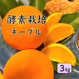 【農家直送順次配送】【酵素栽培】ネーブルオレンジ3kg【国産】【産地直送】果物 完熟 フルーツ 特別栽培 広島県 瀬戸田産 みかん グリグリーン農園 訳あり 減農薬 防腐剤不使用 ノーワックス 家庭用 バレンタイン　オランジェット