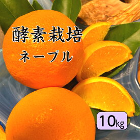 【1月下旬予約商品】【酵素栽培】ネーブルオレンジ10kg【国産】【産地直送】果物 完熟 フルーツ 特別栽培 広島県 瀬戸田産 みかん グリグリーン農園 訳あり 減農薬 防腐剤不使用 ノーワックス 家庭用 AB級品混合