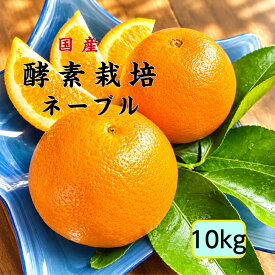 【農家直送順次配送】【酵素栽培】ネーブルオレンジ10kg【国産】【産地直送】果物 完熟 フルーツ 特別栽培 広島県 瀬戸田産 みかん グリグリーン農園 訳あり 減農薬 防腐剤不使用 ノーワックス 家庭用 AB級品混合　バレンタイン　オランジェット