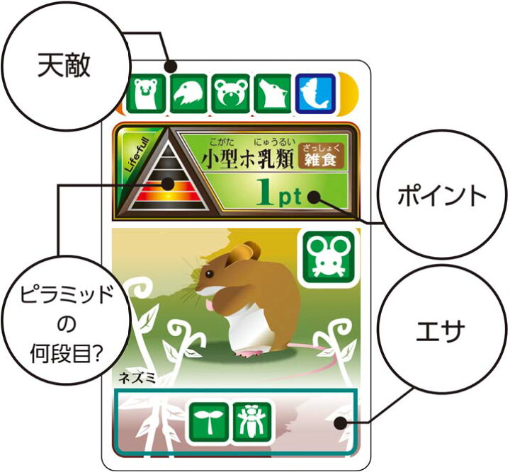 楽天市場 理科実験キット 食物連鎖カードゲーム 生態系の秘密 自由研究 自由工作 ３年生 ４年生 中学年 あす楽対応 木のおもちゃと雑貨 Sora