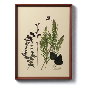 �y500�~�N�[�|��/20��20���`�z�yi.s.d.�z C�fest la vie �Z�����B �Z���r plants sechees �v�����c�Z�V�F ���� �C���e���A �A�[�g �Ǐ��� A4�T�C�Y C-009�m �C���e���A ���킢�� �v���[���g �I�V���� ����