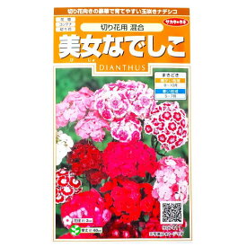 【サカタのタネ】美女なでしこ　切り花用　混合（0.5ml）【定形郵便・定形外郵便での発送のみ送料無料】花壇/コンテナ/プランター/切り花/花種/種子/植物/ガーデニング/耐寒性1年草/夏まき/秋まき/撫子/ビジョナデシコ/ヒゲナデシコ/粒数目安：175粒/907411