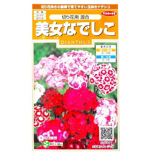 【サカタのタネ】美女なでしこ　切り花用　混合（0.5ml）【定形郵便・定形外郵便での発送のみ送料無料】花壇/コンテナ/プランター/切り花/花種/種子/植物/ガーデニング/耐寒性1年草/夏まき/秋まき/撫子/ビジョナデシコ/ヒゲナデシコ/粒数目安：175粒/907411