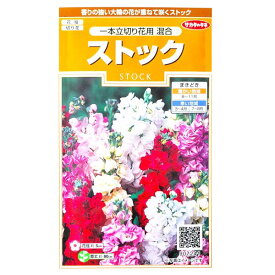 楽天市場 切り花 ストックの通販