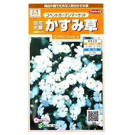 【サカタのタネ】白花大輪　かすみ草　コンベントガーデンマーケット（0.5ml）【定形郵便・定形外郵便での発送のみ送料無料】花壇/切り花/ドライフラワー/花種/種子/栽培/ガーデニング/ナデシコ科/春まき/耐寒性1年草/カスミソウ/粒数目安：220粒/907112