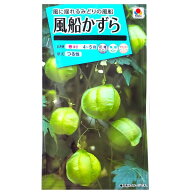 【タキイ種苗】風船かずら（2.5ml）【定形郵便・定形外郵便での発送のみ送料無料】タキイの種/花壇/鉢植/…