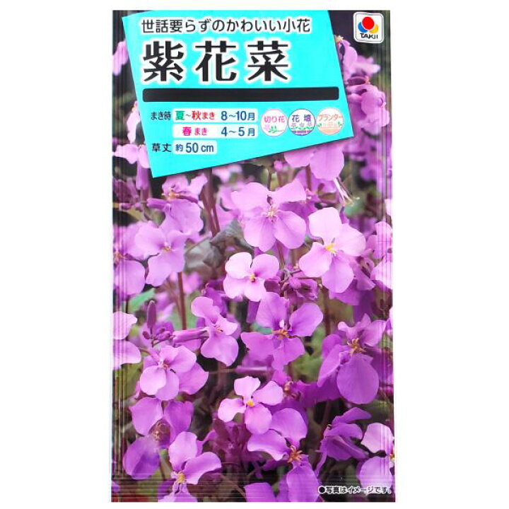 楽天市場 タキイ種苗 紫花菜 1 5ml 定形郵便 定形外郵便での発送のみ送料無料 タキイの種 切り花 切り花用 花壇 コンテナ プランター 花 種 種子 植物 オオアラセイトウ アブラナ科 春まき 夏まき 秋まき 採苗本数 およそ90本 Fzz3 G Top