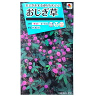 【タキイ種苗】おじぎ草（0.5ml）【定形郵便・定形外郵便での発送のみ送料無料】タキイの種/花壇/鉢植/プ…