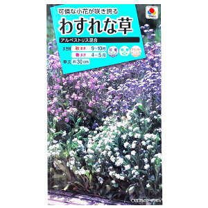 【タキイ種苗】わすれな草 アルペストリス混合(0.8ml)【定形郵便・定形外郵便での発送のみ送料無料】タキイの種/花壇/鉢植/プランター/コンテナ/花種/種子/植物/栽培/ガーデニング/自宅