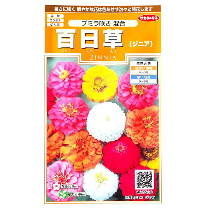 楽天市場 サカタのタネ 百日草 ジニア プミラ咲き 混合 2ml 定形郵便 定形外郵便での発送のみ送料無料 花壇 コンテナ プランター 切り花 花種 種子 植物 栽培 ガーデニング ヒャクニチソウ キク科 混合種 春まき1年草 採苗本数 およそ25本 G Top 楽天市場 サカタのタネ 百日草 ジニア プミラ咲き 混合 2ml 定形郵便 定形外郵便での発送のみ送料無料 花壇 コンテナ プランター 切り花 花種 種子 植物 栽培 ガーデニング ヒャクニチソウ キク科 混合種 春まき1年草 採苗本数 およそ25本 G Top