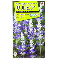 【タキイ種苗】サルビア　ファリナセア ストラータ（0.3ml）【定形郵便・定形外郵便での発送のみ送料無料…
