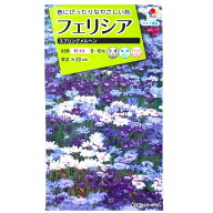【タキイ種苗】フェリシア　スプリングメルヘン（0.4ml）【定形郵便・定形外郵便での発送のみ送料無料】…
