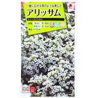 【タキイ種苗】アリッサム　スノークリスタル（0.2ml）【定形郵便・定形外郵便での発送のみ送料無料】タ…