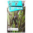 【タキイ種苗】むぎ　笹の雪（8ml）【定形郵便・定形外郵便での発送のみ送料無料】タキイの種/切り花/花壇/ドライフラワー/花種/種子/植物/フイリムギ/麦/イネ科/観賞用/秋まき/採苗本数：およそ120本/FZZ430