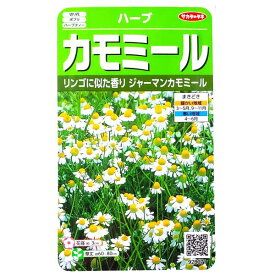 楽天市場 ジャーマンカモミール 苗の通販