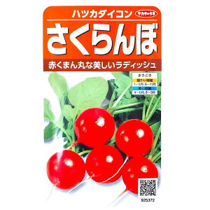 【サカタのタネ】ハツカダイコン さくらんぼ(9ml)【定形郵便・定形外郵便の発送のみ送料無料】サラダ/料理/野菜/種子/植物/栽培/自宅で/春まき/夏まき/アブラナ科/はつか大根/粒数目安