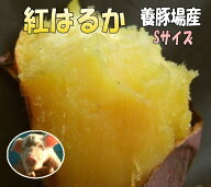 2箱で送料無料☆紅はるか蜜芋!しっとり甘いもべにはるかSサイズ5kg☆養豚場が良質な堆肥をふんだに使用し…