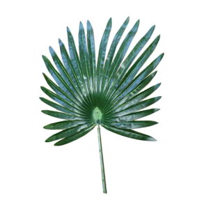 V̗t@ԁ@썑t@gsJ[t@fBXvCɁ@tFCNO[@5{Zbg@(^CvD)