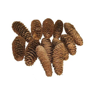 ڂ@@ԁ@hCt[@12@ENX}XE[Xp@^CvC