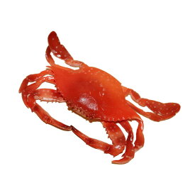 カニ　蟹　ワタリガニ　ガザミ　魚模型　食品サンプル　動物模型　赤