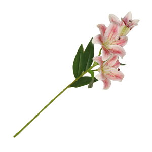 @ԁ@tFCNO[@1{i3ցj@MtgEv[g@J[FsNzCg