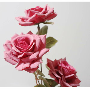 o@KN@ԁ@1{i3ցj@tFCNO[@MtgEv[g@J[FX[NsN