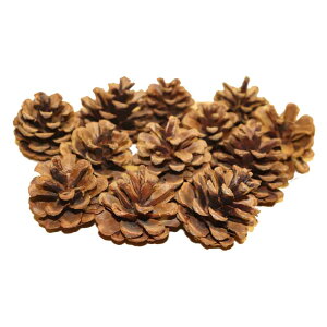 ڂ@@ԁ@hCt[@12@ENX}XE[Xp@^CvE