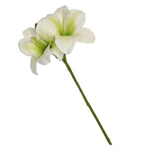 @@ԁ@1{i2ցj@tFCNO[@MtgEv[g@J[FzCg