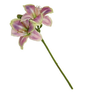 @@ԁ@1{i2ցj@tFCNO[@MtgEv[g@J[FzCgp[v