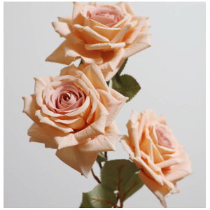 o@KN@ԁ@1{i3ցj@tFCNO[@MtgEv[g@J[FzCgIW