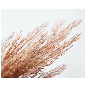 XXL@ԁ@tFCNO[@t@CeA@fBXvC@HE~@J[FuE