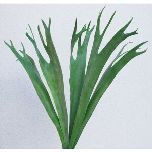 tFCNO[@V_@rJNV_ERE@t5Zbg@ԁ@t@CeA@fBXvC