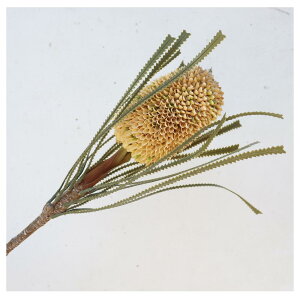 oNVA@ԁ@tFCNO[@t@CeA@fBXvC@1{