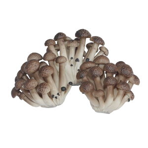 ߂͌^@ؖ͌^@̂@HiTv@fBXvC@3pbN