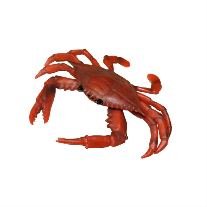 楽天市場】カニ 蟹 ワタリガニ ガザミ 魚模型 魚フィギュア faf-c1 